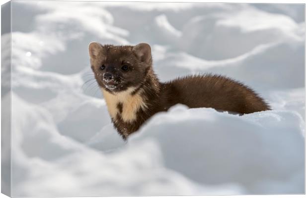 Pine Marten Hunting in the Snow Canvas Print by Arterra 