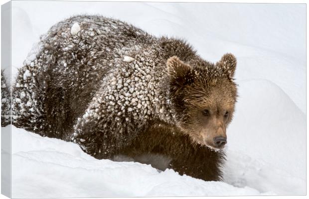 Brown Bear Cub in Winter Canvas Print by Arterra 