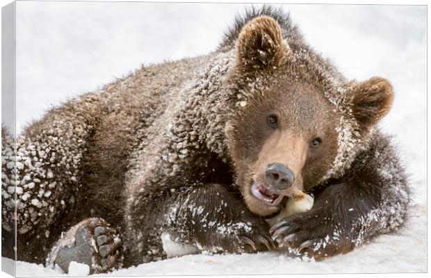 Brown Bear Cub Chewing Bone Canvas Print by Arterra 
