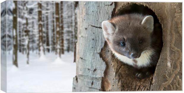 Pine Marten in Tree Canvas Print by Arterra 