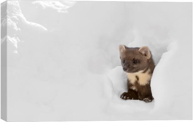 Curious Pine Marten in the Snow Canvas Print by Arterra 