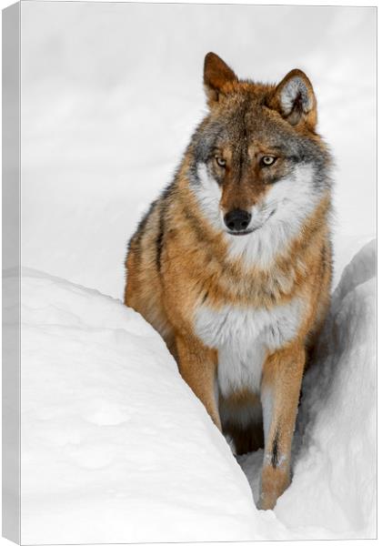 Wolf in the Snow in Winter Canvas Print by Arterra 
