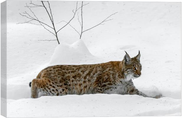 Lynx Hunting in the Snow in Winter Canvas Print by Arterra 
