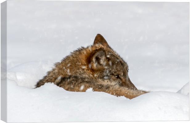 Wolf Resting in the Snow in Winter Canvas Print by Arterra 