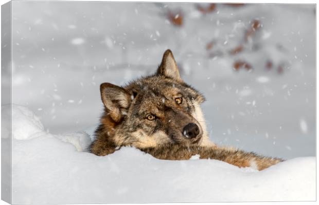 Wolf Resting in the Snow in Winter Canvas Print by Arterra 