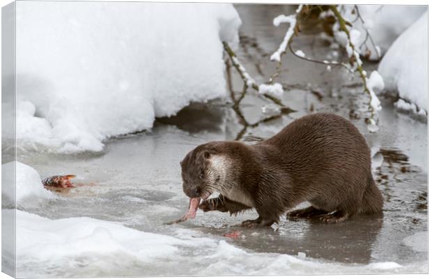 Otter Eating Fish in Winter Canvas Print by Arterra 