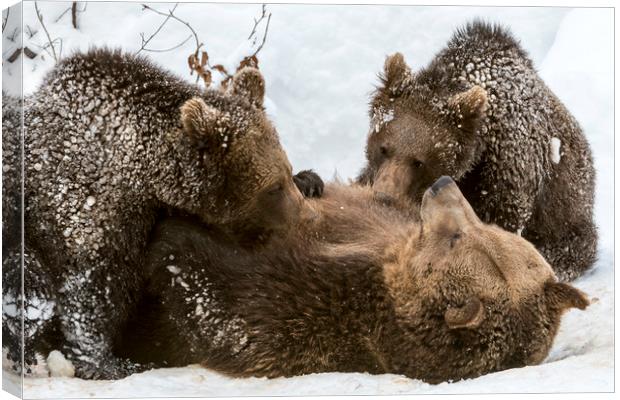 Brown Bear Suckling Cubs in the Snow Canvas Print by Arterra 
