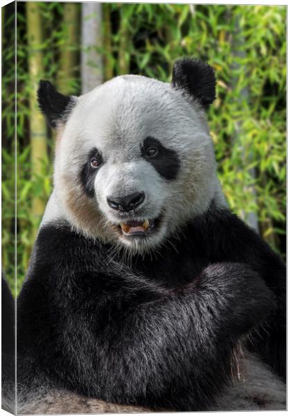 Giant Panda in Bamboo Forest Canvas Print by Arterra 