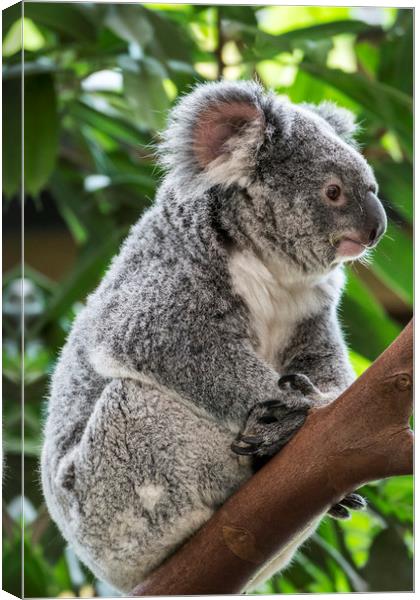 Cute Koala Bear in Tree Canvas Print by Arterra 
