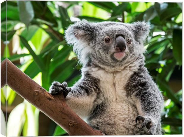 Cute Koala in Tree Canvas Print by Arterra 