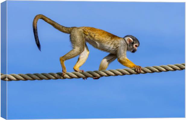 Squirrel Monkey on Rope Canvas Print by Arterra 