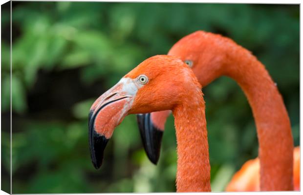 American Flamingos Canvas Print by Arterra 