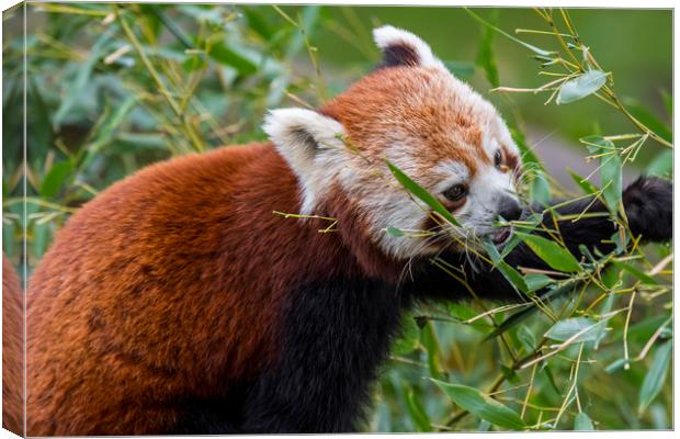 Red Panda Canvas Print by Arterra 