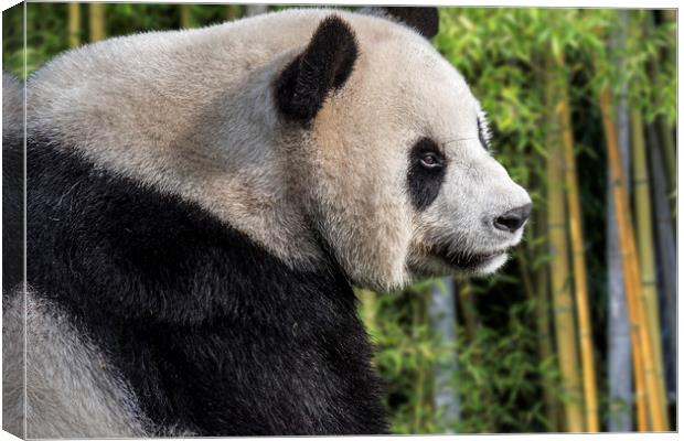 Giant Panda Bear in Bamboo Forest Canvas Print by Arterra 