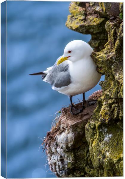 Black-legged Kittiwake in Cliff Canvas Print by Arterra 