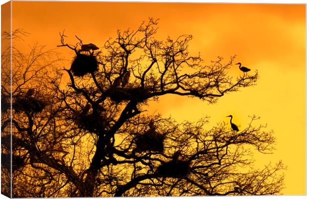 Heronry at Sunset Canvas Print by Arterra 