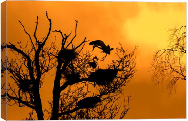 Grey Heron Landing on Nest at Sunset Canvas Print by Arterra 