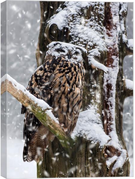 Eagle Owl in Snowstorm Canvas Print by Arterra 