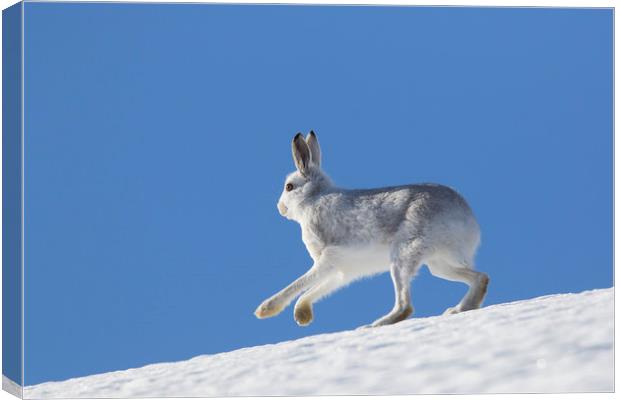 Mountain Hare in Winter Canvas Print by Arterra 