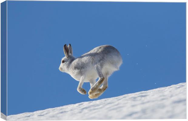 Mountain Hare running in the Snow Canvas Print by Arterra 