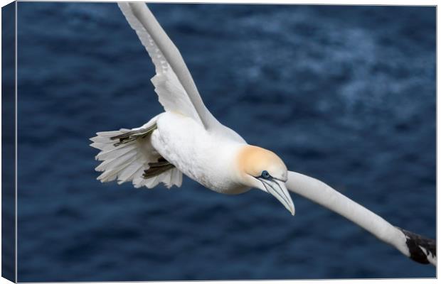 Northern gannet in Flight Canvas Print by Arterra 