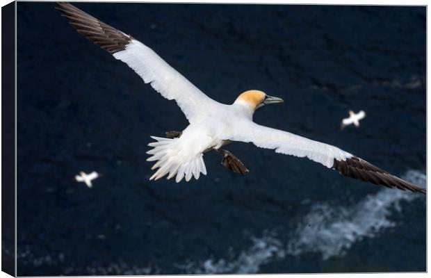 Northern Gannets soaring over Ocean Canvas Print by Arterra 