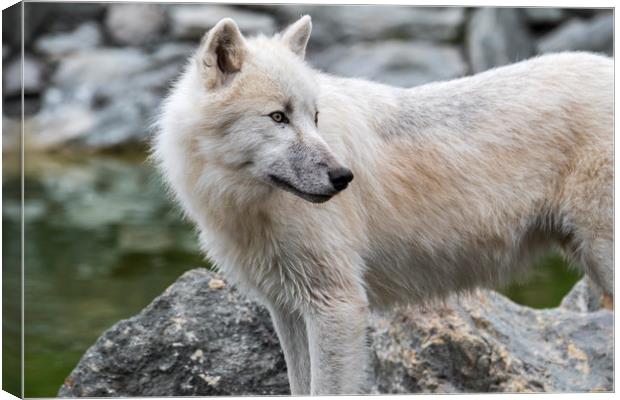 Canadian Arctic Wolf Canvas Print by Arterra 