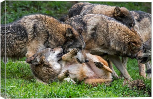 Wolf Pack Canvas Print by Arterra 