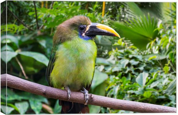 Blue-throated Toucanet Canvas Print by Arterra 