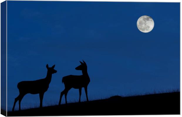 Red Deer Hinds at Night Canvas Print by Arterra 