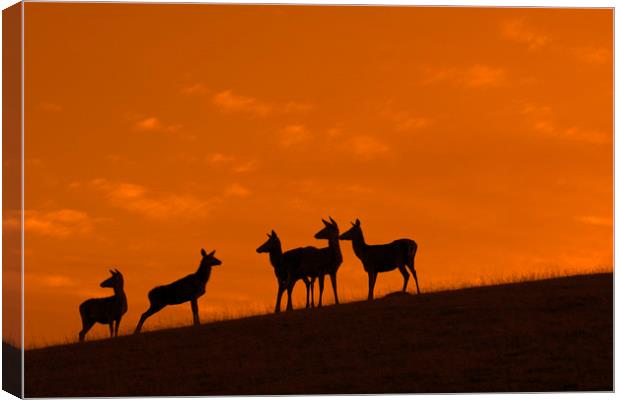 Red Deer Hinds at Sunset Canvas Print by Arterra 