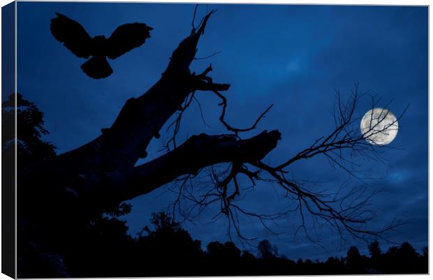 Owl Landing in Tree at Night Canvas Print by Arterra 