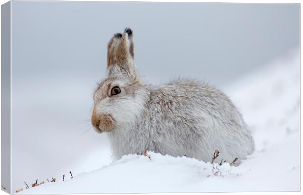 Scottish Mountain Hare Canvas Print by Arterra 