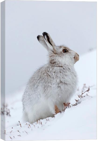 Snow Hare in Winter Canvas Print by Arterra 