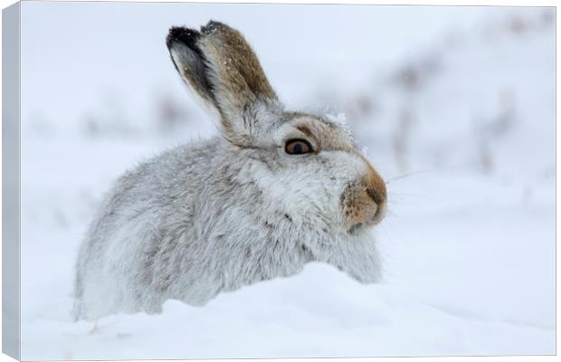 Scottish Snow Hare Canvas Print by Arterra 