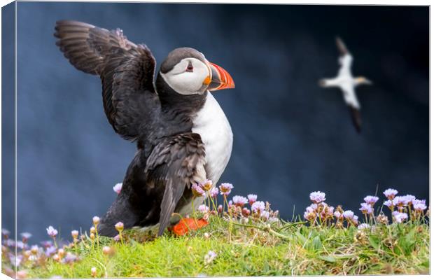 Atlantic Puffin flapping Wings Canvas Print by Arterra 