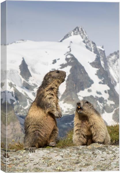 Alpine Marmots Canvas Print by Arterra 