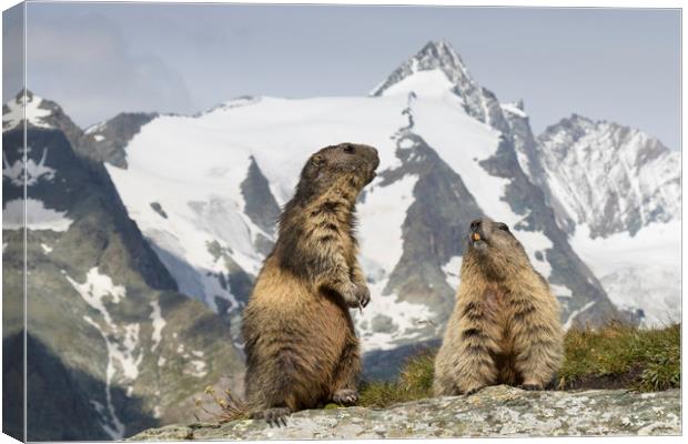 Marmots in the Alps Canvas Print by Arterra 