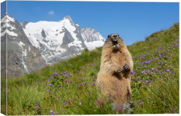 Alpine Marmot Calling in the Alps Canvas Print by Arterra 