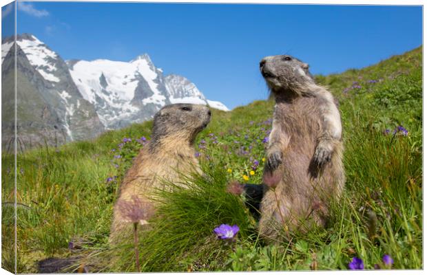 Alpine Marmot Couple in the Alps Canvas Print by Arterra 