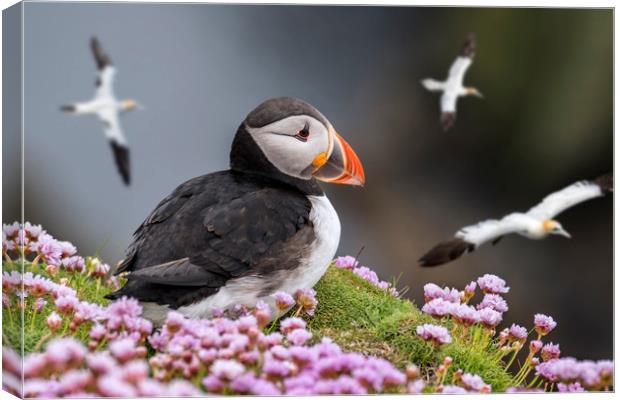 Atlantic Puffin Watching Soaring Gannets Canvas Print by Arterra 