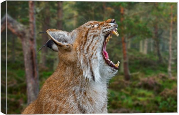 European Lynx Calling in Forest Canvas Print by Arterra 