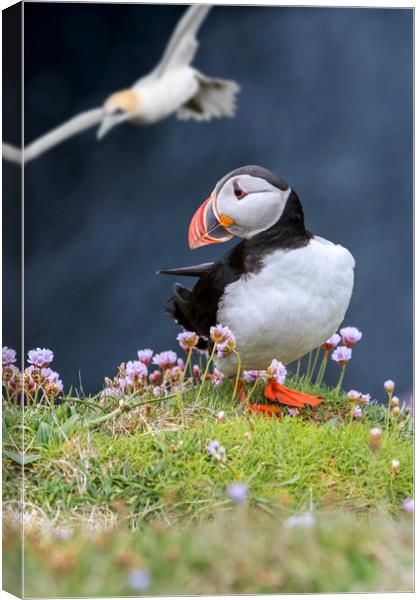 Atlantic Puffin and Flying Gannet Canvas Print by Arterra 