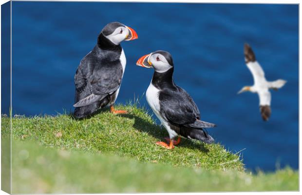 Atlantic Puffins Watching Soaring Gannet Canvas Print by Arterra 