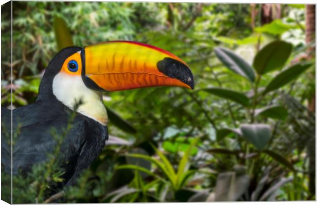 Giant Toucan in Jungle Canvas Print by Arterra 