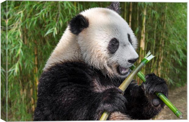 Cute Panda Bear Eating Bamboo in Forest Canvas Print by Arterra 