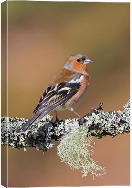 Common Chaffinch Canvas Print by Arterra 