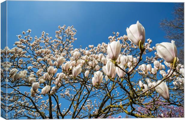 Magnolia stellata in Spring Canvas Print by Arterra 