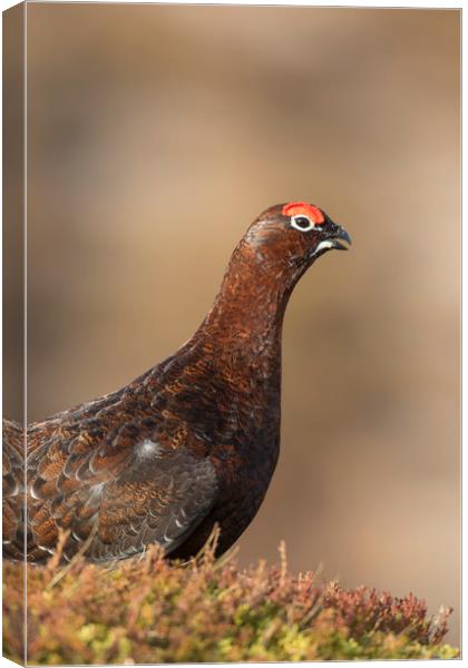 Red grouse Canvas Print by Arterra 