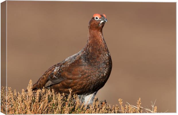 Red Grouse, Scottish Highlands Canvas Print by Arterra 
